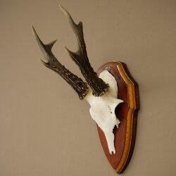 Chevreuil mâle, bois de chevreuil, bois montés sur un socle de trophée 603.266