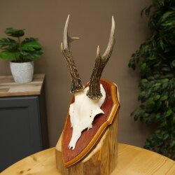 Chevreuil mâle, bois de chevreuil, bois montés sur un socle de trophée 603.266
