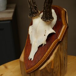 Chevreuil mâle, bois de chevreuil, bois montés sur un socle de trophée 603.266