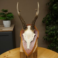 Chevreuil mâle, bois de chevreuil, bois montés sur un socle de trophée 603.266
