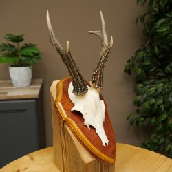 Chevreuil mâle, bois de chevreuil, bois montés sur un socle de trophée 603.266
