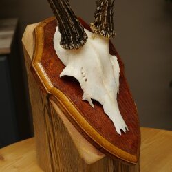 Chevreuil mâle, bois de chevreuil, bois montés sur un socle de trophée 603.266