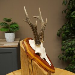 Chevreuil mâle, bois de chevreuil, bois montés sur un socle de trophée 603.266