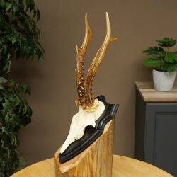 Chevreuil mâle, bois de chevreuil, bois montés sur un socle de trophée 603.267
