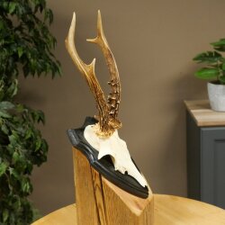 Chevreuil mâle, bois de chevreuil, bois montés sur un socle de trophée 603.267