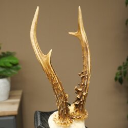 Chevreuil mâle, bois de chevreuil, bois montés sur un socle de trophée 603.267