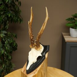 Chevreuil mâle, bois de chevreuil, bois montés sur un socle de trophée 603.267