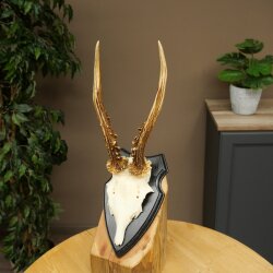 Chevreuil mâle, bois de chevreuil, bois montés sur un socle de trophée 603.267