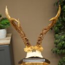 Ciervo macho, cuernos de ciervo, cuernos de ciervo macho en placa de trofeo 604.187