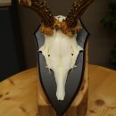 Ciervo macho, cuernos de ciervo, cuernos de ciervo macho en placa de trofeo 604.187