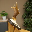 Ciervo macho, cuernos de ciervo, cuernos de ciervo macho en placa de trofeo 604.187