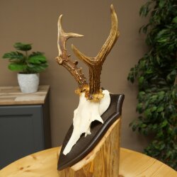 Ciervo macho, cuernos de ciervo, cuernos de ciervo macho en placa de trofeo 604.187
