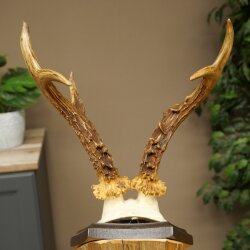 Ciervo macho, cuernos de ciervo, cuernos de ciervo macho en placa de trofeo 604.187