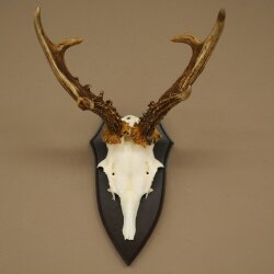 Ciervo macho, cuernos de ciervo, cuernos de ciervo macho en placa de trofeo 604.187