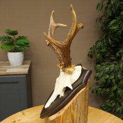 Ciervo macho, cuernos de ciervo, cuernos de ciervo macho en placa de trofeo 604.187