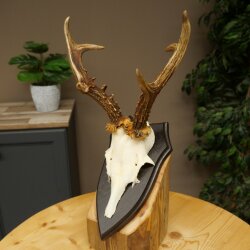 Ciervo macho, cuernos de ciervo, cuernos de ciervo macho en placa de trofeo 604.187