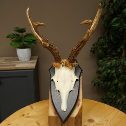 Ciervo macho, cuernos de ciervo, cuernos de ciervo macho en placa de trofeo 604.187