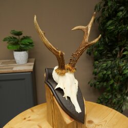 Ciervo macho, cuernos de ciervo, cuernos de ciervo macho en placa de trofeo 604.187