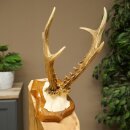 Reehoorn Reehoorn Hoorns Reebok op trofeeplaat 605.140