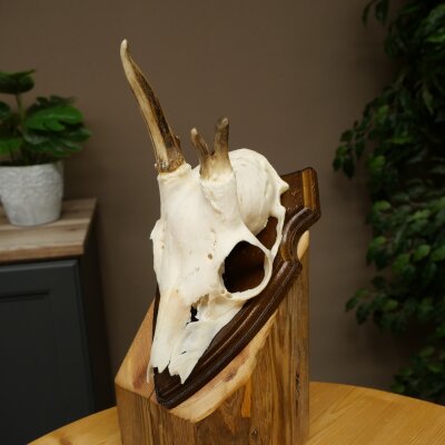 Rehgeweih Methusalem Reh Geweih Gehörn Rehbock Trophäe auf Trophäenschild 606.165