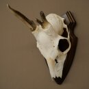 Rehgeweih Methusalem Reh Geweih Gehörn Rehbock Trophäe auf Trophäenschild 606.165