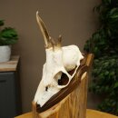 Rehgeweih Methusalem Reh Geweih Gehörn Rehbock Trophäe auf Trophäenschild 606.165