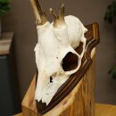 Rehgeweih Methusalem Reh Geweih Gehörn Rehbock Trophäe auf Trophäenschild 606.165