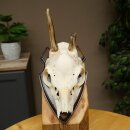 Rehgeweih Methusalem Reh Geweih Gehörn Rehbock Trophäe auf Trophäenschild 606.165