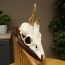 Rehgeweih Methusalem Reh Geweih Gehörn Rehbock Trophäe auf Trophäenschild 606.165