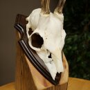 Rehgeweih Methusalem Reh Geweih Gehörn Rehbock Trophäe auf Trophäenschild 606.165