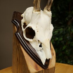 Rehgeweih Methusalem Reh Geweih Gehörn Rehbock Trophäe auf Trophäenschild 606.165