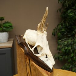 Rehgeweih Methusalem Reh Geweih Gehörn Rehbock Trophäe auf Trophäenschild 606.165