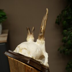 Rehgeweih Methusalem Reh Geweih Gehörn Rehbock Trophäe auf Trophäenschild 606.165