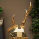 Rehgeweih Reh Geweih Gehörn Rehbock Trophäe auf Akazie Schild 606.166