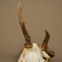 Rehgeweih Reh Geweih Gehörn Rehbock Trophäe auf Akazie Schild 606.166