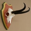 Gamsgeweih Geiß SL 19,3 cm Gams Gems Geweih auf  Trophäenschild 47.290