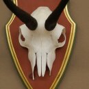 Gamsgeweih Geiß SL 19,3 cm Gams Gems Geweih auf  Trophäenschild 47.290