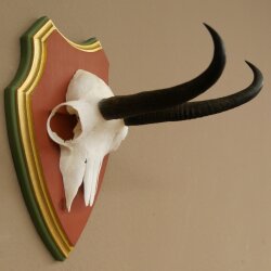 Gamsgeweih Geiß SL 19,3 cm Gams Gems Geweih auf  Trophäenschild 47.290