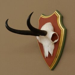 Gamsgeweih Geiß SL 19,3 cm Gams Gems Geweih auf  Trophäenschild 47.290