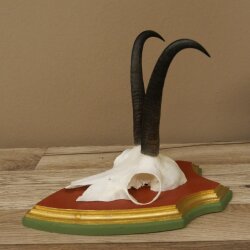 Gamsgeweih Geiß SL 19,3 cm Gams Gems Geweih auf  Trophäenschild 47.290