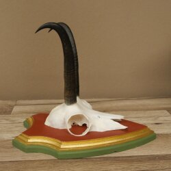 Gamsgeweih Geiß SL 19,3 cm Gams Gems Geweih auf  Trophäenschild 47.290