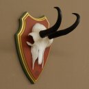 Gamsgeweih Bock SL bis 18,7cm Gams Gems Geweih auf Trophäenschild 47.291