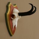 Gamsgeweih Bock SL bis 18,7cm Gams Gems Geweih auf Trophäenschild 47.291