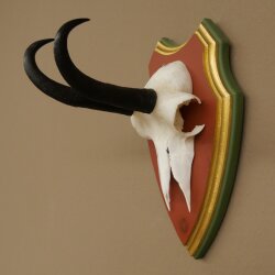 Gamsgeweih Bock SL bis 18,7cm Gams Gems Geweih auf Trophäenschild 47.291