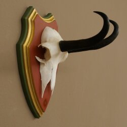 Gamsgeweih Bock SL bis 18,7cm Gams Gems Geweih auf Trophäenschild 47.291