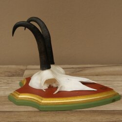 Gamsgeweih Bock SL bis 18,7cm Gams Gems Geweih auf Trophäenschild 47.291