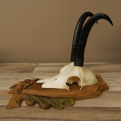 Gamsgeweih Geiß SL bis 19,5cm Gams Gems Geweih auf geschnitztem Trophäenschild 47.292