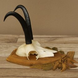 Gamsgeweih Geiß SL bis 19,5cm Gams Gems Geweih auf geschnitztem Trophäenschild 47.292