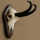 Gamsgeweih Bock SL bis 20,7cm Gems Geweih auf Trophäenschild 47.293
