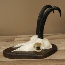 Gamsgeweih Bock SL bis 20,7cm Gems Geweih auf Trophäenschild 47.293